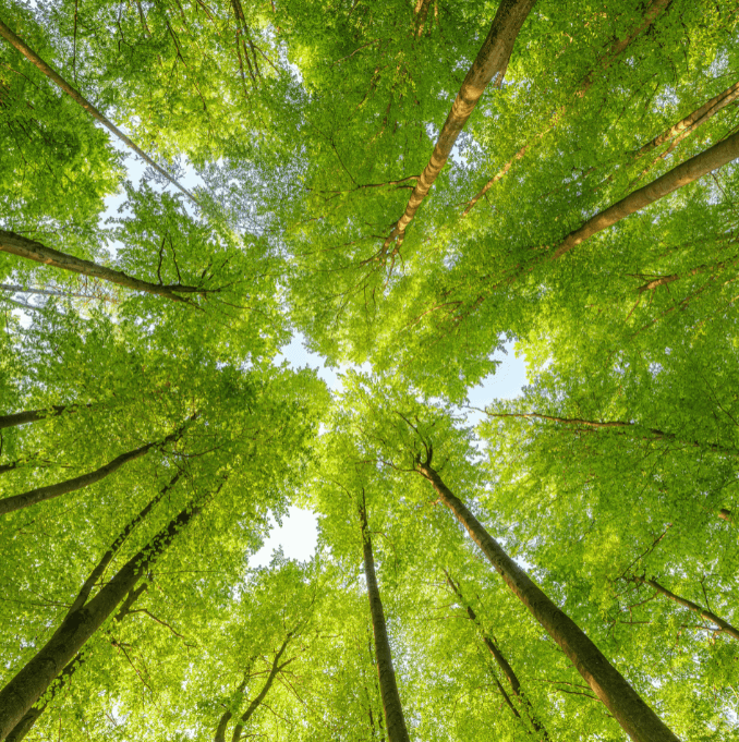 Our Commitment to a Greener Future.